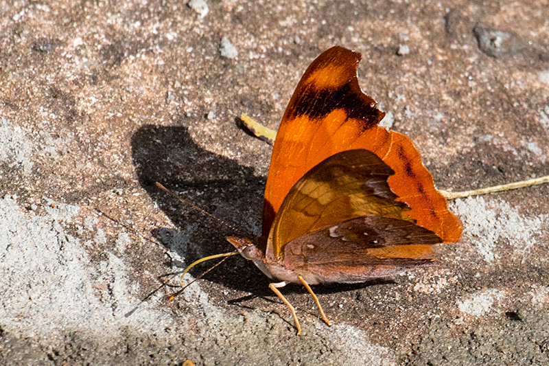 Brazilian Butterfly, Parque Nacional do Iguau, Brazil