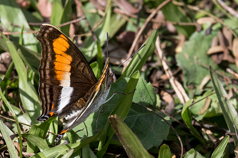 Brazilian Butterfly, Parque Nacional do Iguau, Brazil