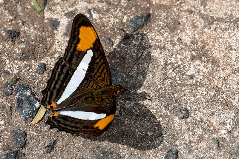 Brazilian Butterfly, Parque Nacional do Iguau, Brazil