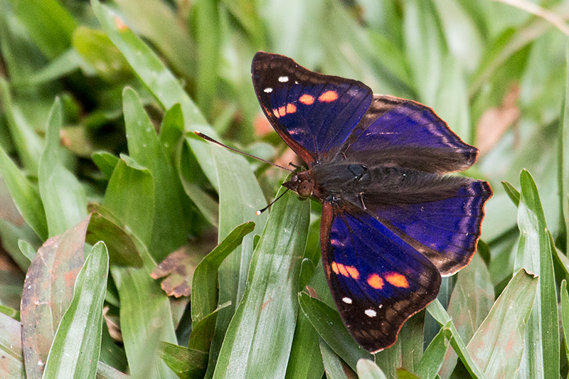 Brazilian Butterfly, Parque Nacional do Iguau, Brazil