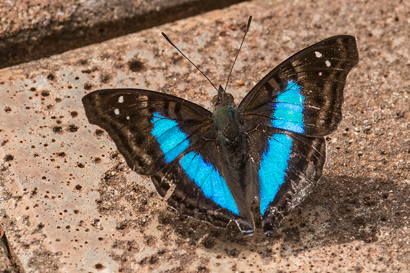 Brazilian Butterfly, Parque Nacional do Iguau, Brazil