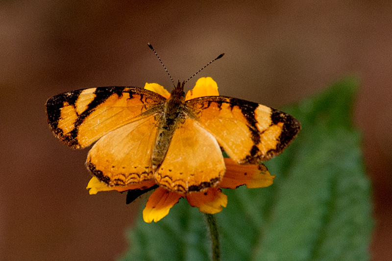 Argentine Butterflies, Iguaz National Park, Argentina