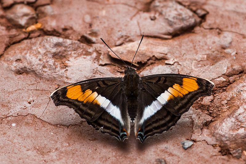 Argentine Butterflies, Iguaz National Park, Argentina