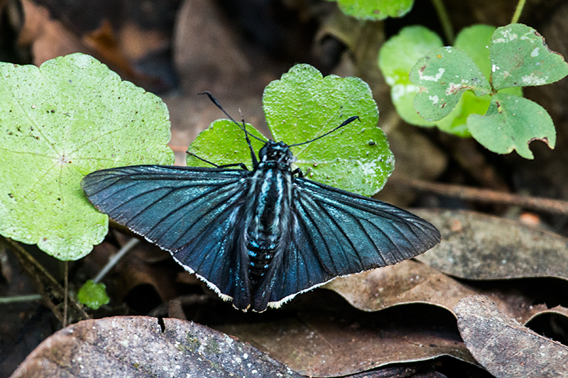 Argentine Butterflies, Iguaz National Park, Argentina