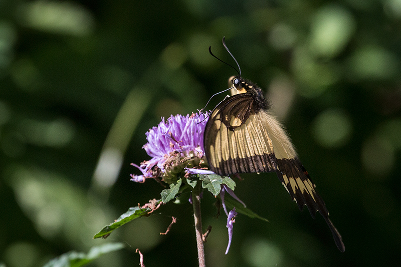 Argentine Butterflies, Iguaz National Park, Argentina