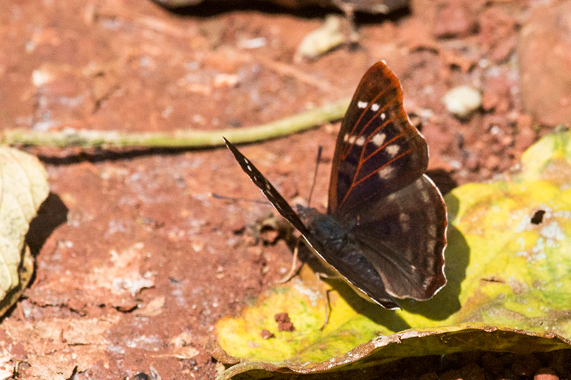 Argentine Butterflies, Iguaz National Park, Argentina