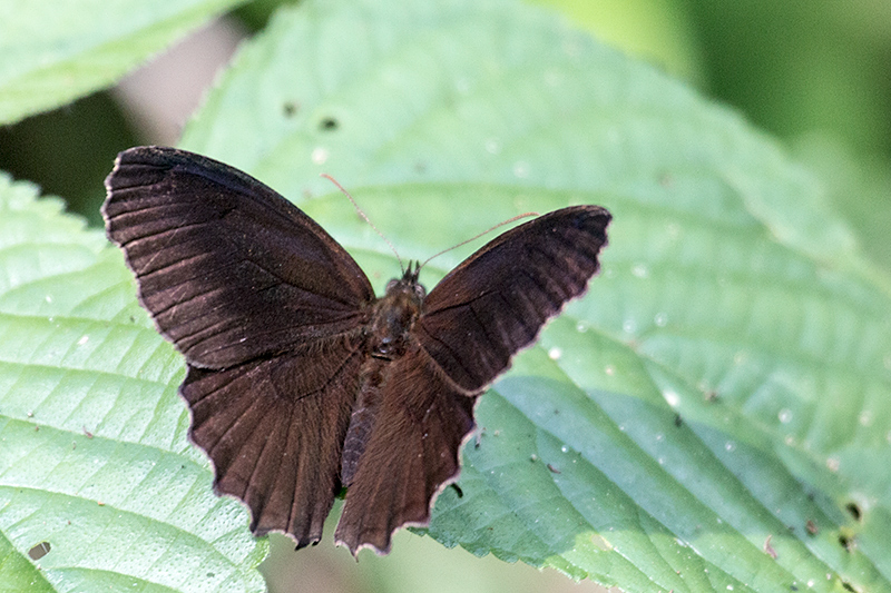 Argentine Butterflies, Iguaz National Park, Argentina