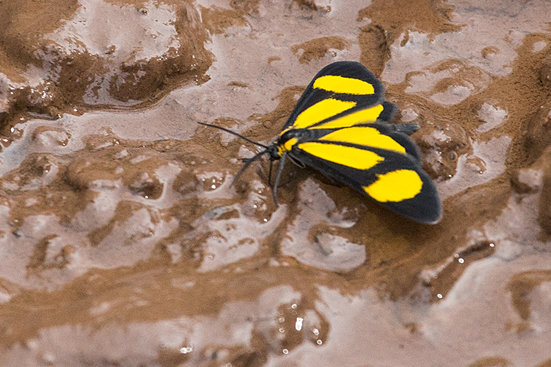 Argentine Butterflies, Iguaz National Park, Argentina