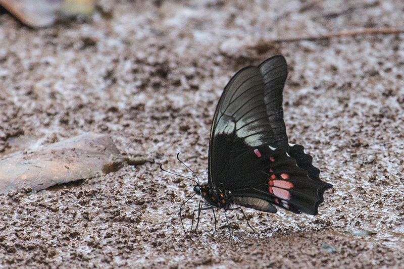 Argentine Butterflies, Iguaz National Park, Argentina