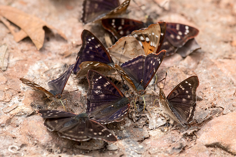 Argentine Butterflies, Iguaz National Park, Argentina