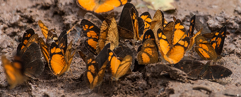 Argentine Butterflies, Iguaz National Park, Argentina