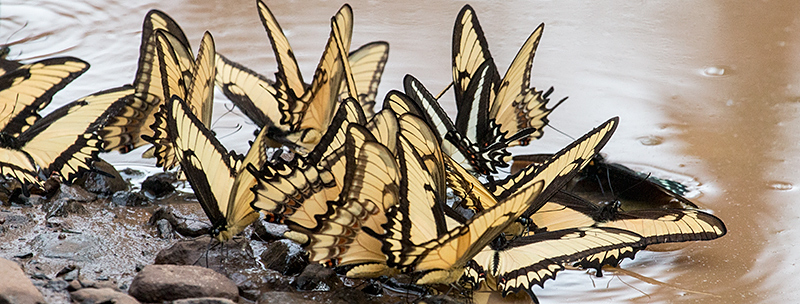 Argentine Butterflies, Iguaz National Park, Argentina