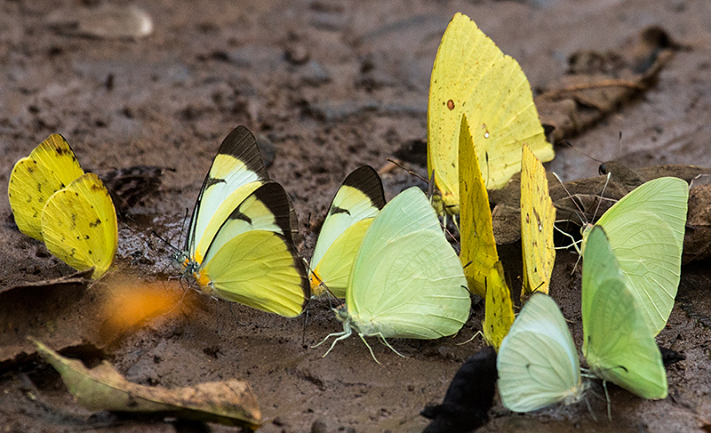 Argentine Butterflies, Iguaz National Park, Argentina