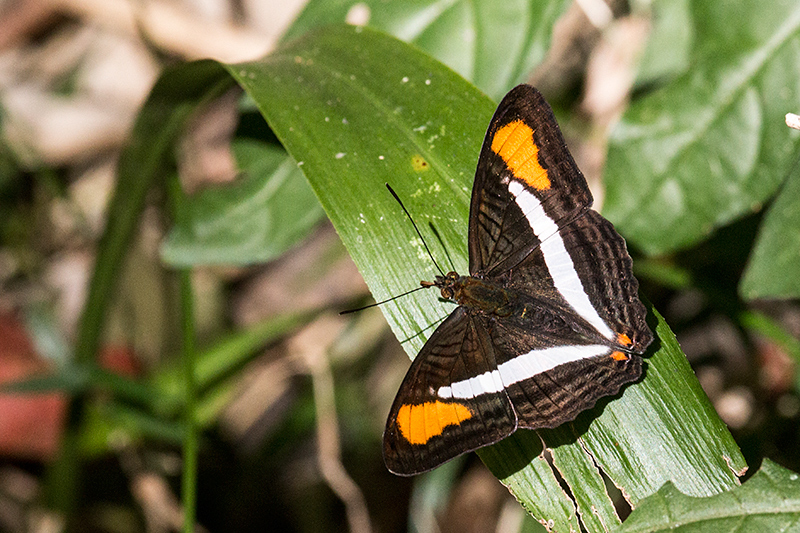 Argentine Butterflies, Parque Provincial Urugua-, Argentina