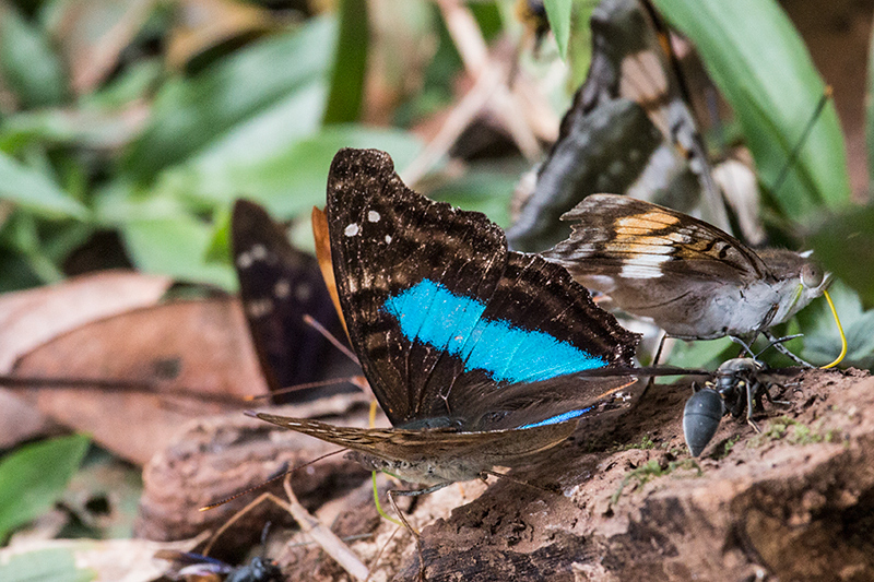 Argentine Butterflies, Parque Provincial Urugua-, Argentina