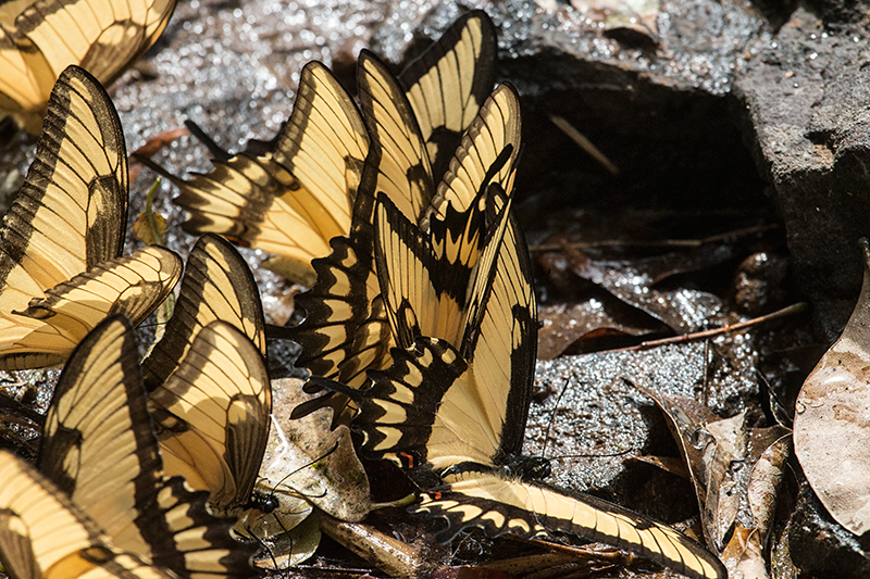 Argentine Butterflies, Parque Provincial Urugua-, Argentina