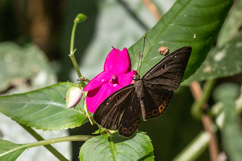 Brazilian Butterfly
, Folha Seca Road, Ubatuba, Brazil