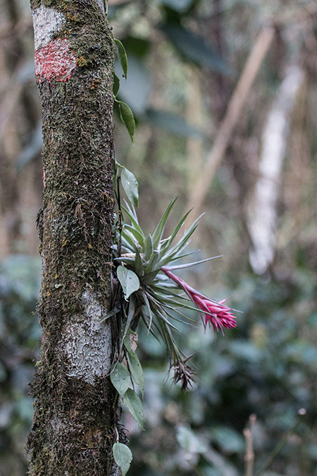 Bromeliad, Parque Nacional do Itatiaia, Brazil