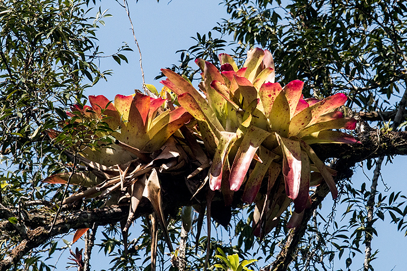 Bromeliad, Angelim Rainforest, Brazil