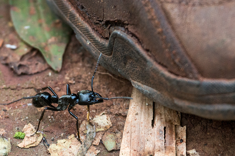 Bullet Ant, Iguaz National Park, Argentina