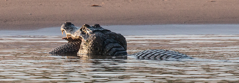 Spectacled Caiman (Common Caiman), Cuiab River, Porto Jofre, Brazil 