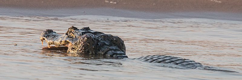 Spectacled Caiman (Common Caiman), Cuiab River, Porto Jofre, Brazil 