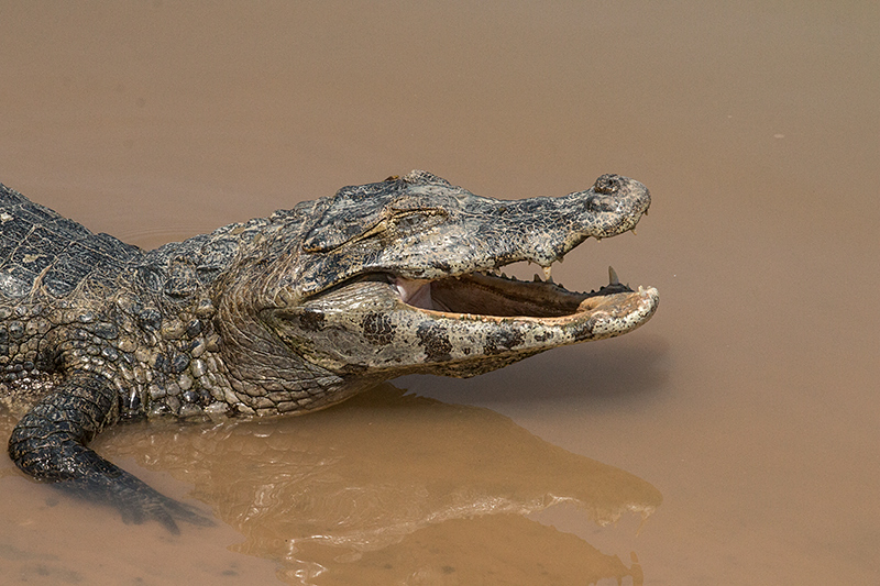 Spectacled Caiman (Common Caiman), Cuiab River, Porto Jofre, Brazil 