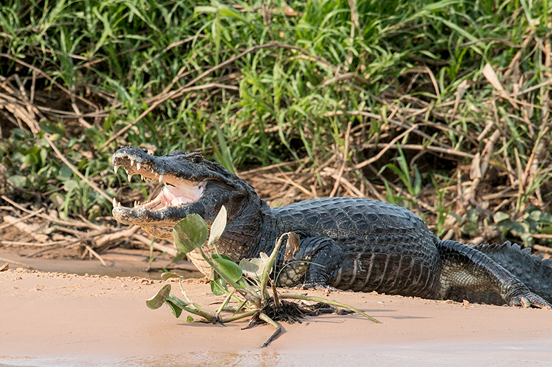 Spectacled Caiman (Common Caiman), Cuiab River, Porto Jofre, Brazil 