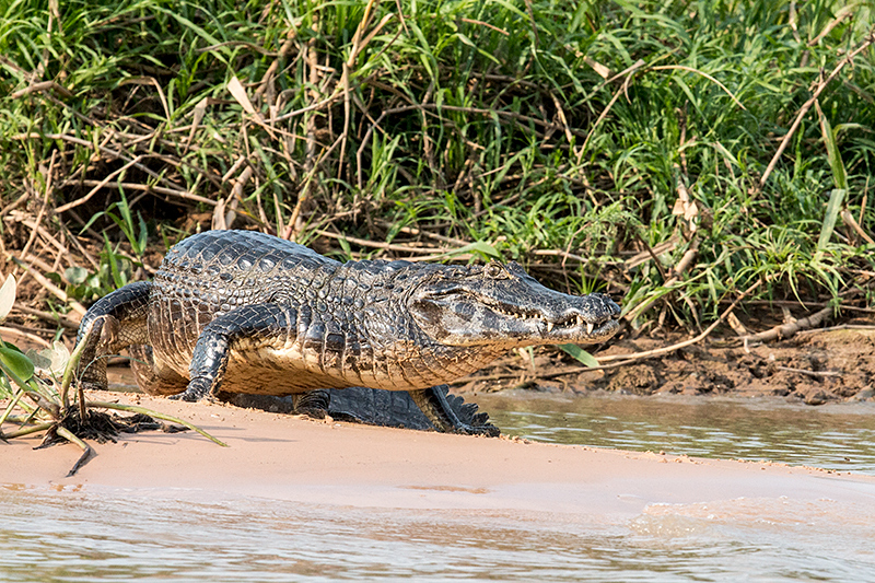 Spectacled Caiman (Common Caiman), Cuiab River, Porto Jofre, Brazil 