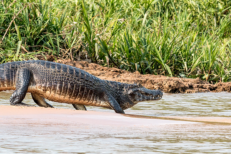 Spectacled Caiman (Common Caiman), Cuiab River, Porto Jofre, Brazil 