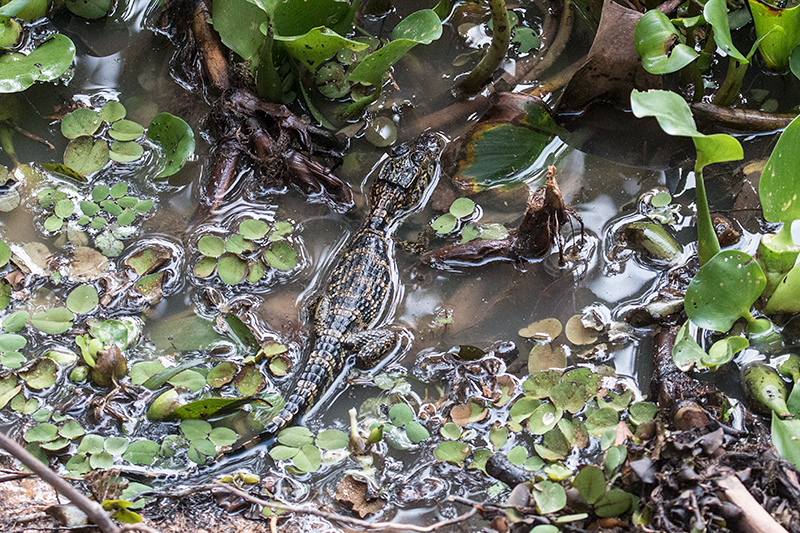 Immature Spectacled Caiman, Pixiam River, Brazil 