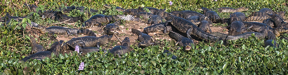 Spectacled Caiman (Common Caiman), Transpantaneira Highway, Brazil 