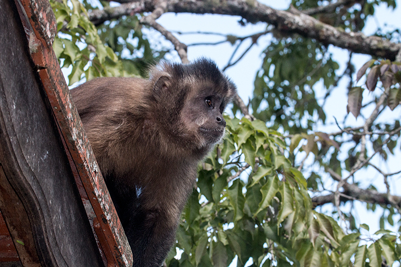 Cappuchin Monkey, Parque Nacional do Itatiaia, Brazil