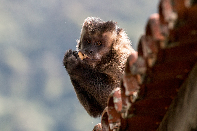 Cappuchin Monkey, Parque Nacional do Itatiaia, Brazil