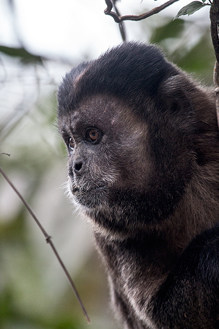 Cappuchin Monkey, Parque Nacional do Itatiaia, Brazil