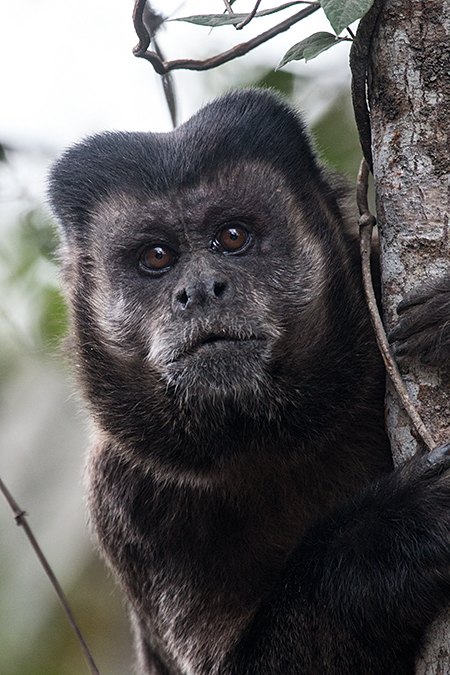 Cappuchin Monkey, Parque Nacional do Itatiaia, Brazil