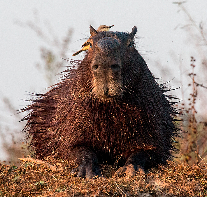 Capybara With Cattle Tyrant, Cuiab River, Porto Jofre, Brazil 