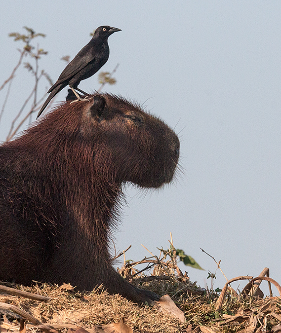 Capybara With Giant Cowbird, Cuiab River, Porto Jofre, Brazil 