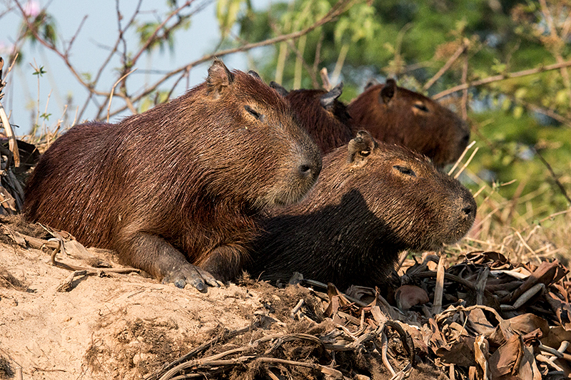 Capybara, Cuiab River, Porto Jofre, Brazil 