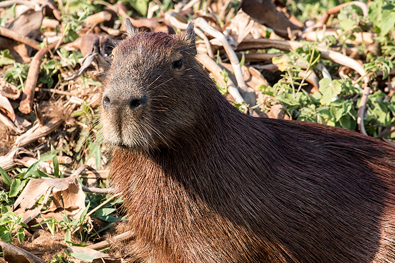 Capybara, Cuiab River, Porto Jofre, Brazil 