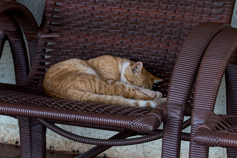 Cat Nap, Pousada Currupira das Araras, Brazil