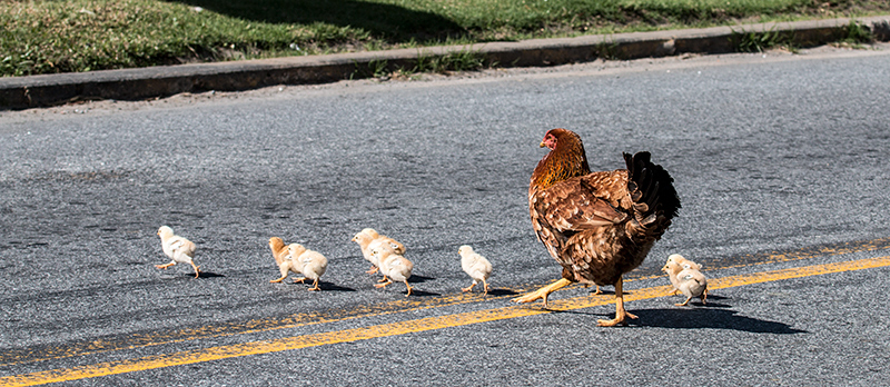 Why Did the Chickens...? Near the Hotel So Gotardo, Parque Nacional do Itatiaia, Brazil