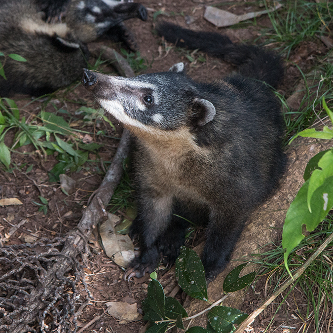 South American Coati, Iguaz National Park, Argentina