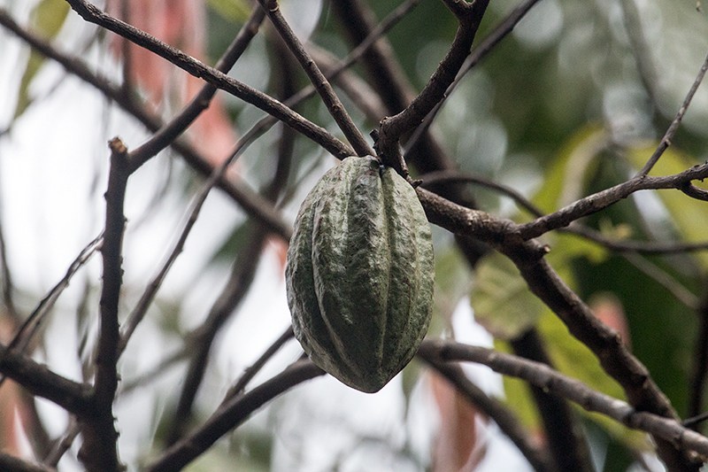 Cocoa Bean Pod, Folha Seca Road, Ubatuba, Brazil