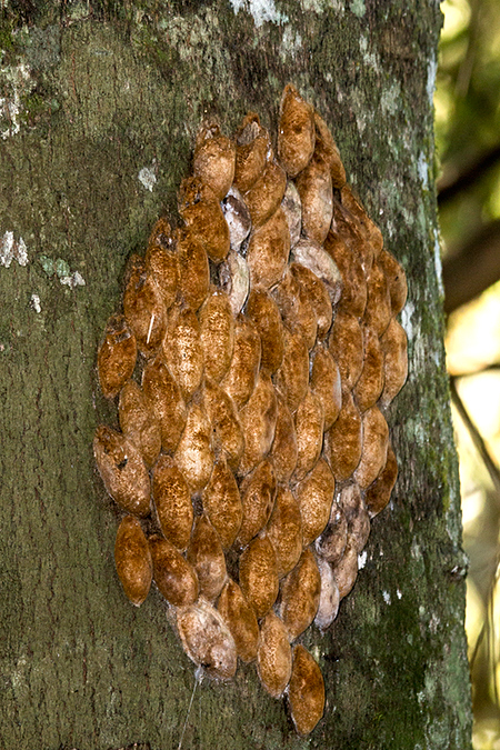 Cocoons, Parque Provincial Urugua-, Argentina