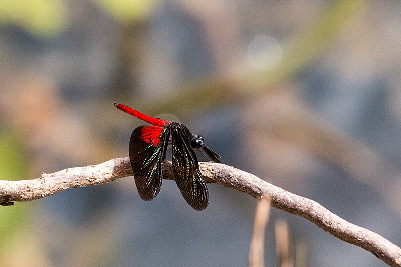 Dragonfly, Pixiam River, Brazil 