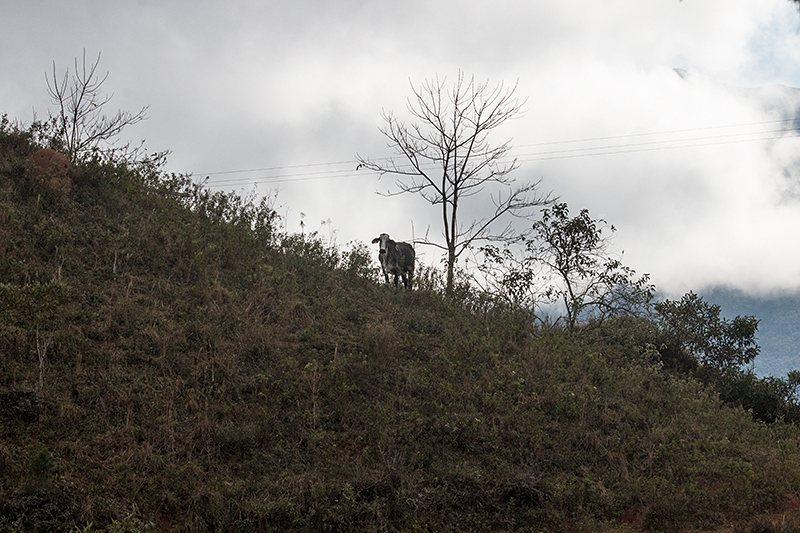 Farm Scene, en route So Gotardo to Ubatuba, Brazil