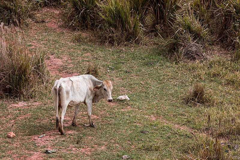 Farm Scene, en route So Gotardo to Ubatuba, Brazil