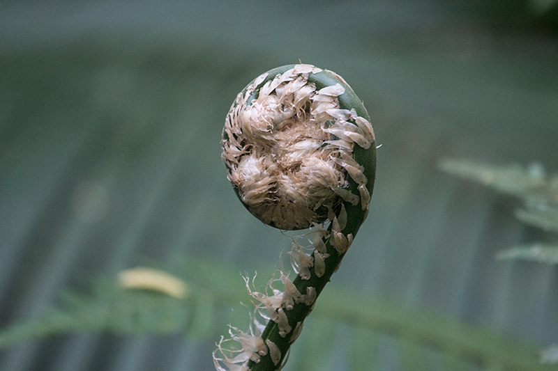 Fern, Folha Seca Road, Ubatuba, Brazil