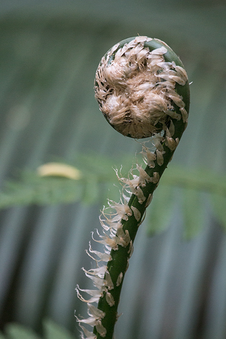 Fern, Folha Seca Road, Ubatuba, Brazil